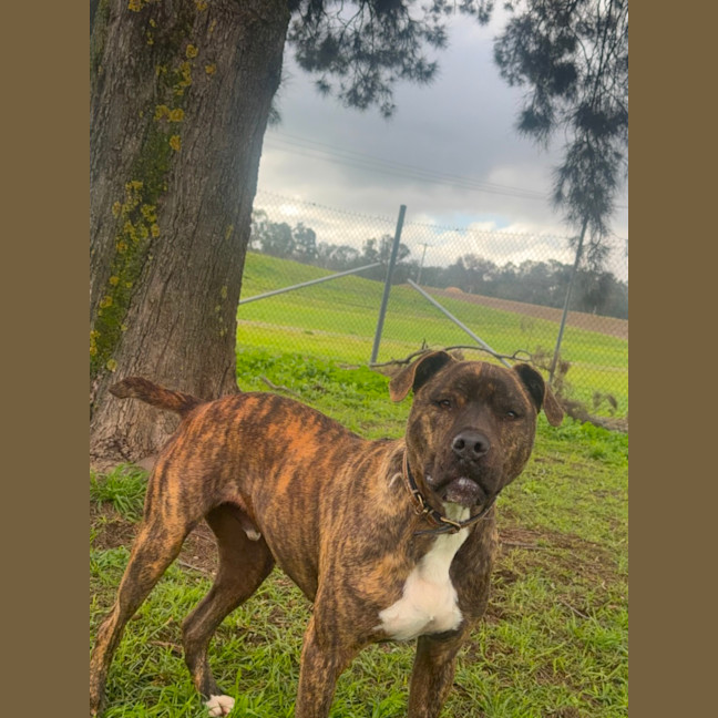 Photo of Frankie