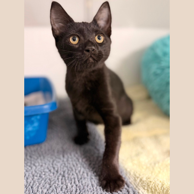 Photo of Bagheera