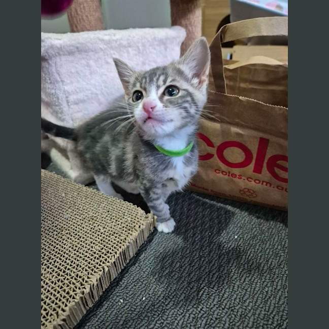 Photo of Pudding Pop