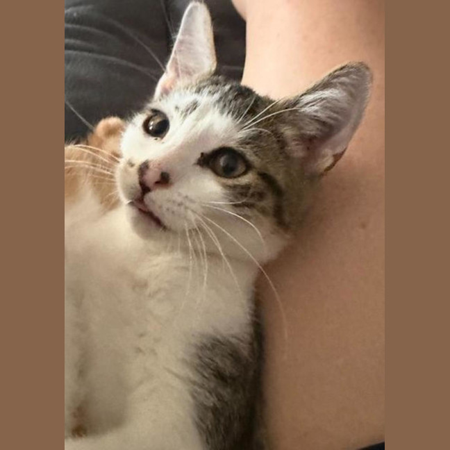 Photo of Archer