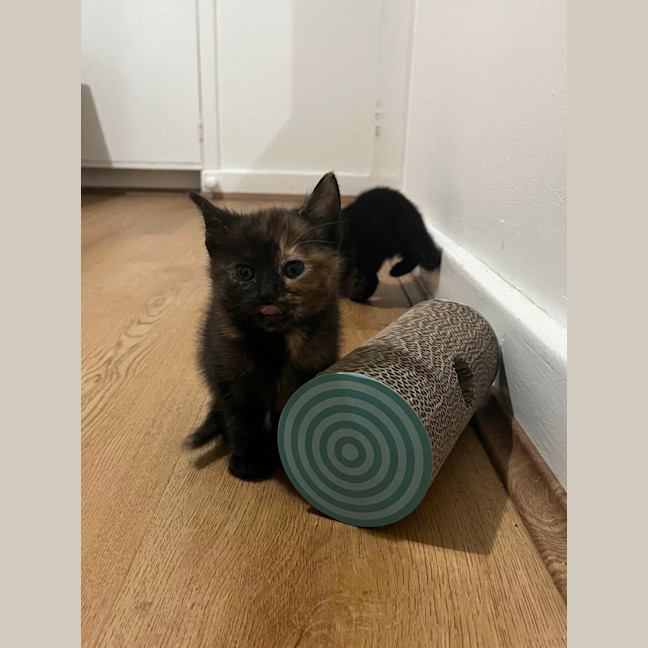 Photo of Evie