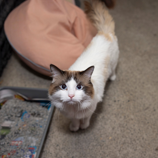 Photo of Butter Paws