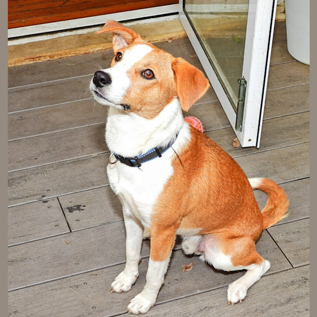 Photo of Harvey