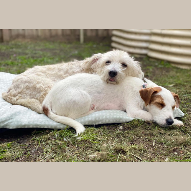 Photo of Sweetie Pie