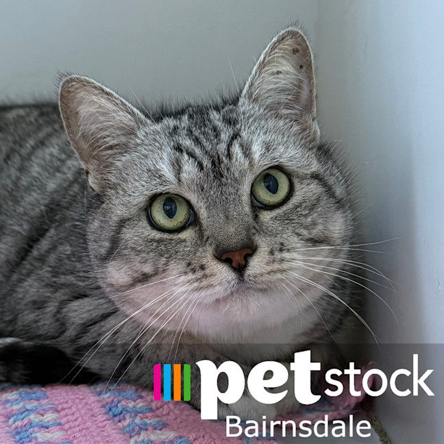 Photo of Biscotti