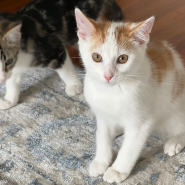 Photo of Arnie Purrito