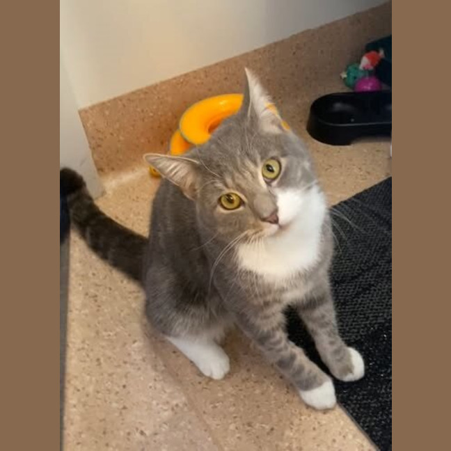 Photo of Dash