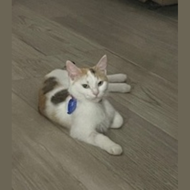 Photo of Butterscotch 