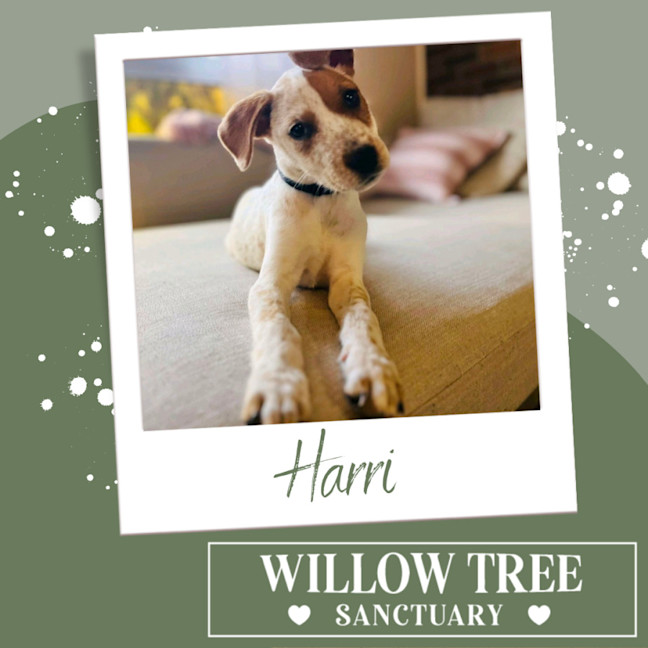 Photo of Harri
