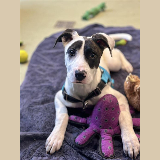 Photo of Louie