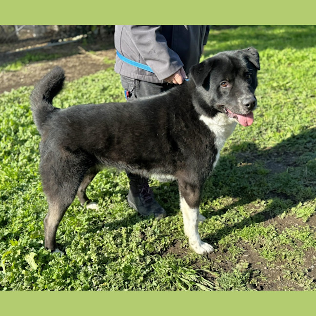 Photo of Zorro