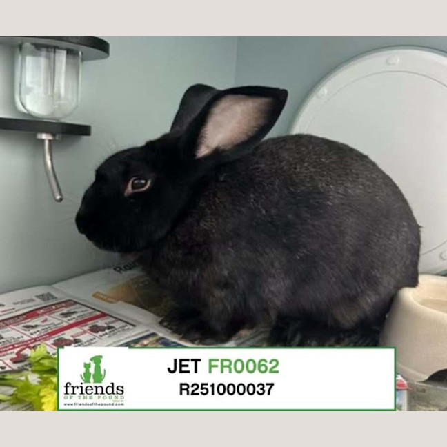Photo of Jet