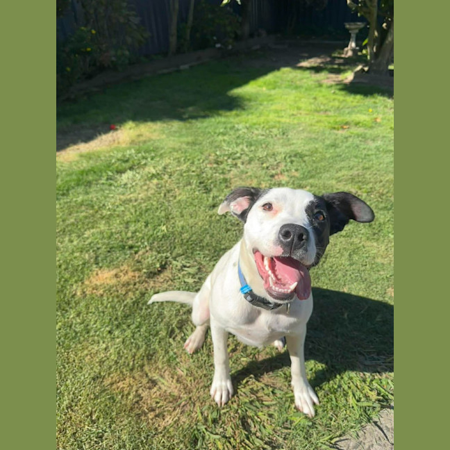 Photo of Penny