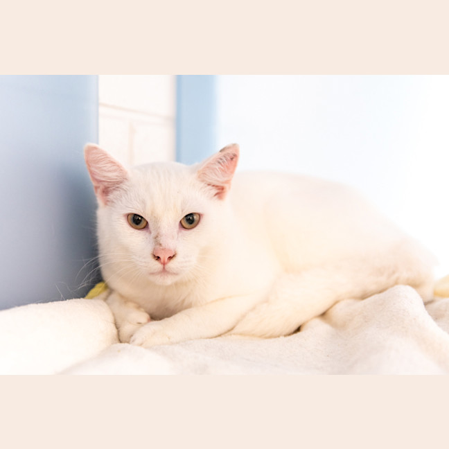 Photo of Casper