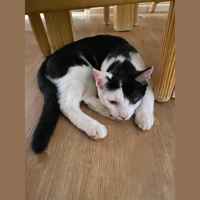 Photo of $300 Pirate 🐾