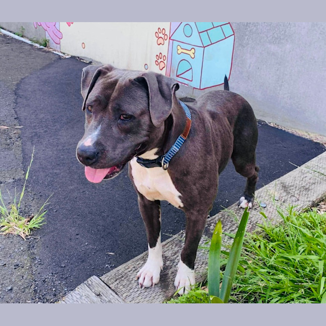 Photo of Bluey