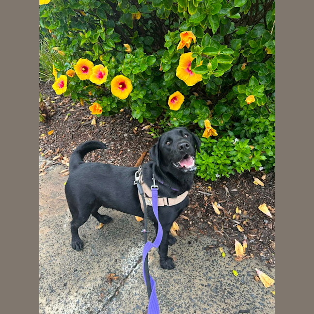 Photo of Zeus   1 Year Old Labrador