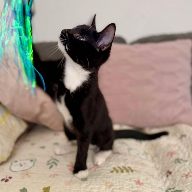 Photo of Chilli   Located In Croydon