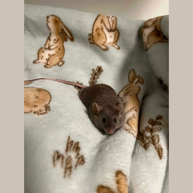 Photo of Toast & Cereal