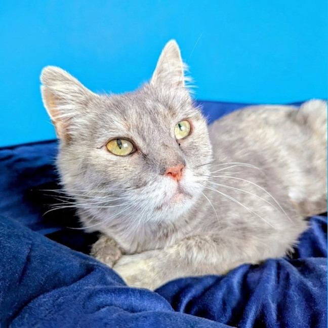 Photo of Fae