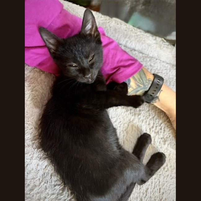 Photo of Cupcake