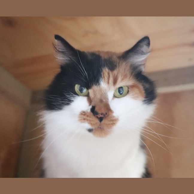 Photo of Heidi   Now At Pet Quarters Thornton