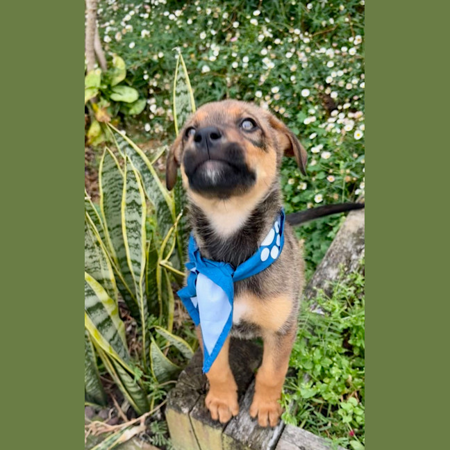 Photo of Ace   10 Week Old German Shepherd X