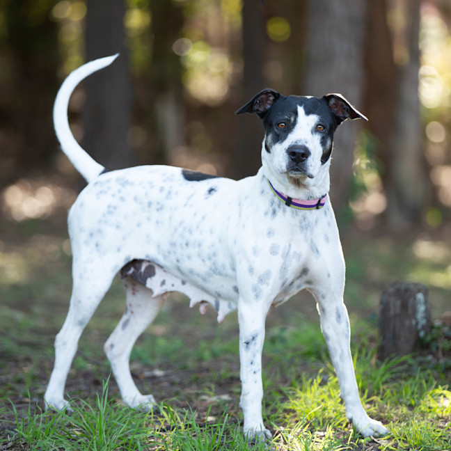 Photo of Patches