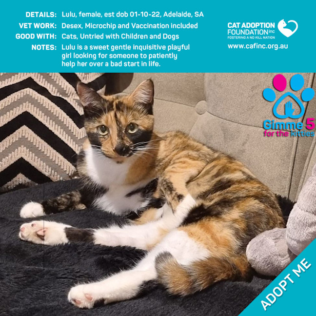 Photo of Lulu Only $39 Limited Time!