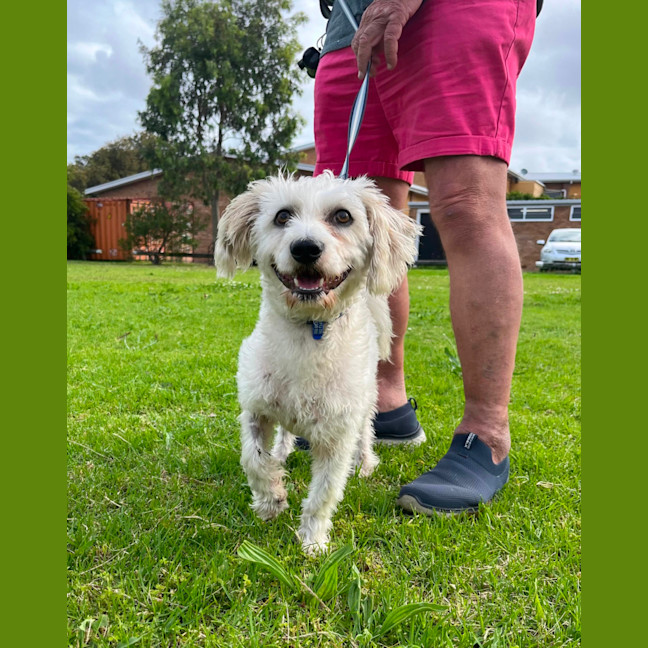Photo of Milo 🐶 1 Yo Jack Russell X Poodle (Trial 16/2/25)