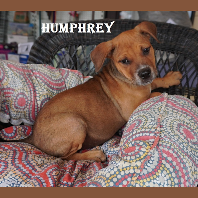 Photo of Humphrey