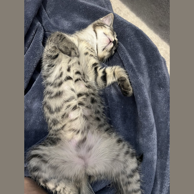 Photo of Nova *9 Lives Project Rescue*