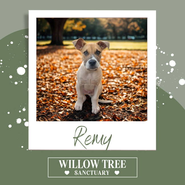 Photo of Remy 