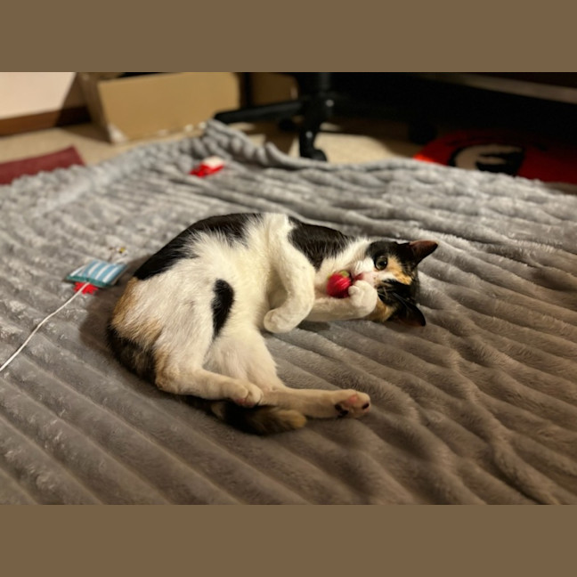Photo of Uno