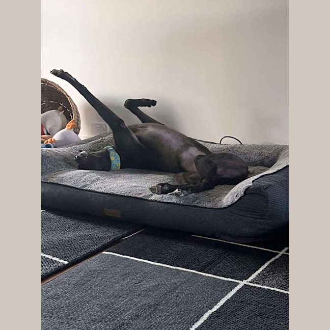 Photo of Izzy, The Greyhound