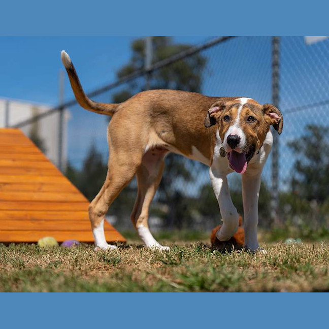 Photo of Willow