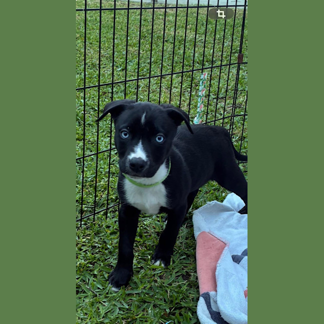 Photo of Chip