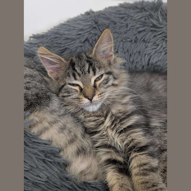 Photo of 🧶 Sebastian 6895 🧶