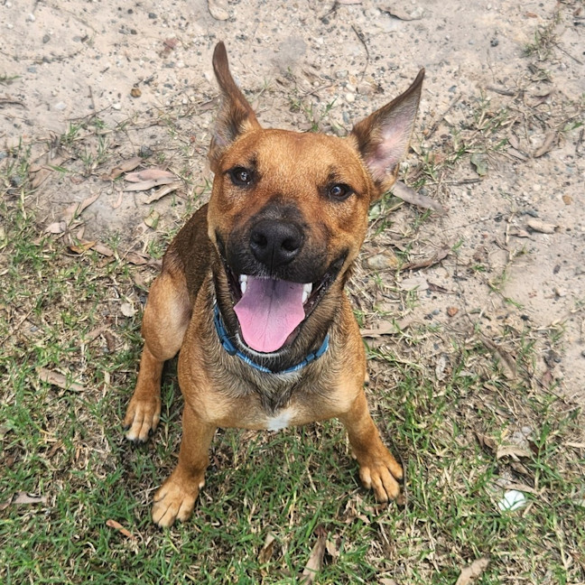 Photo of Rusty