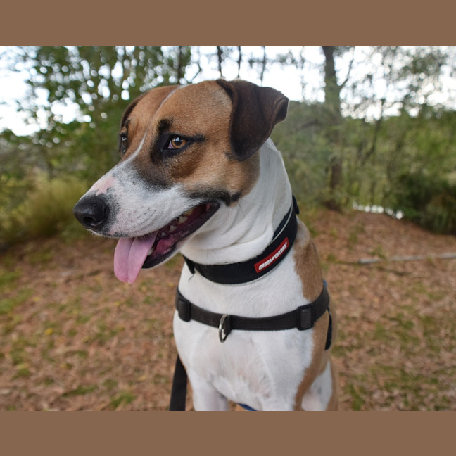 Photo of Gypsy