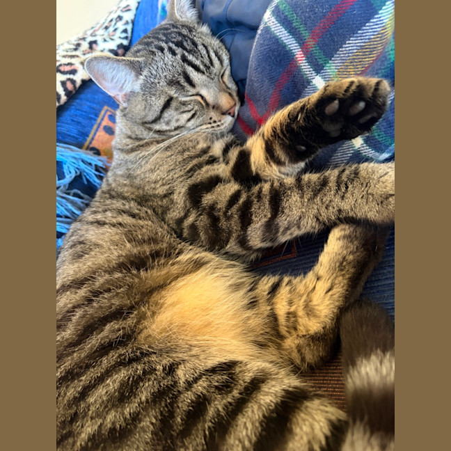 Photo of Harley