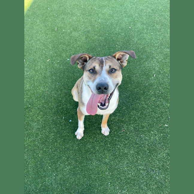 Photo of Kobe Imp 1375