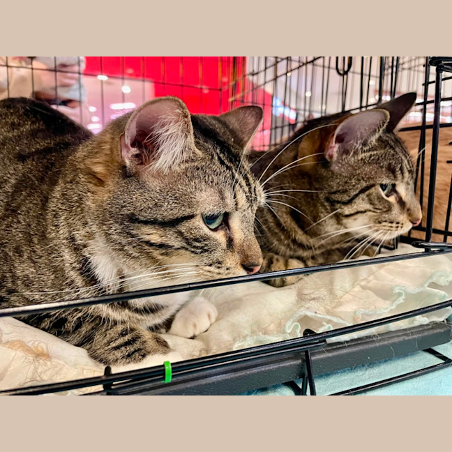 Photo of Spaghetti & Julian 