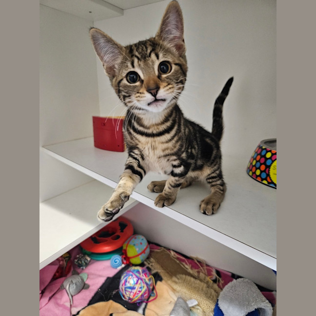 Photo of Meowie