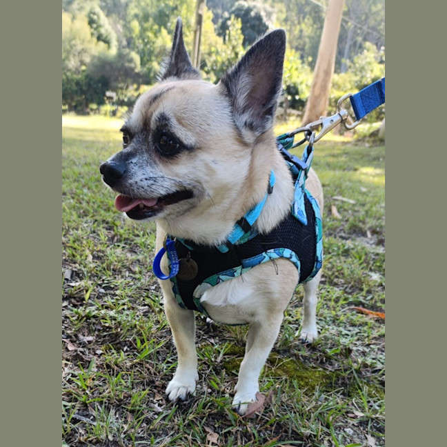 Photo of Biggie 😍 Chihuahua X Pug (On Trial 24/5/25)