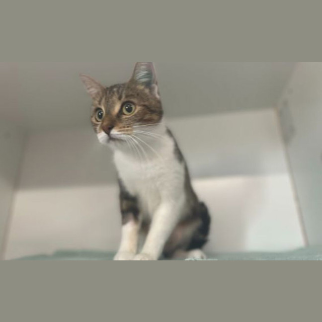 Photo of Pippin
