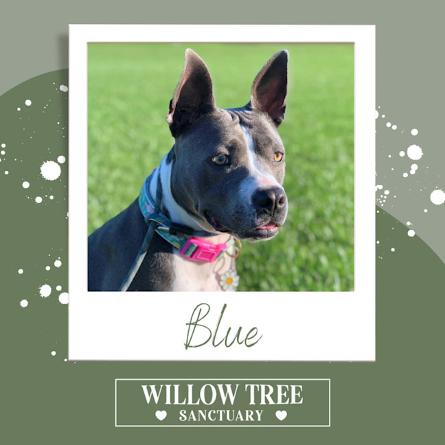 Photo of Blue