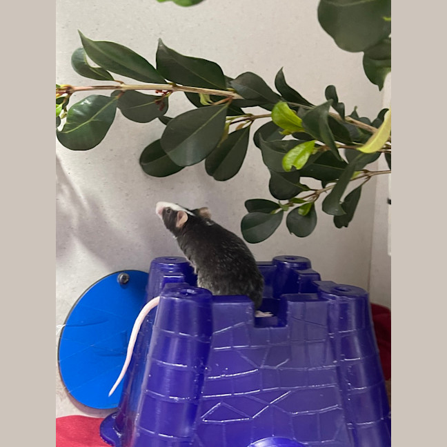 Photo of Cheddar