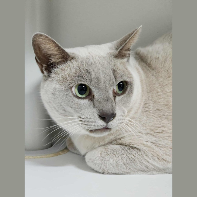 Photo of 🍮 Brulee 6298 🍮