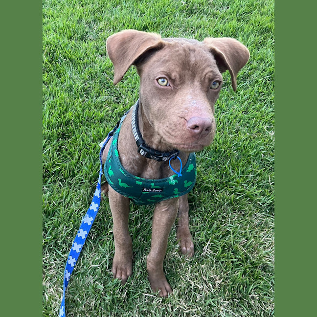 Photo of Nugget